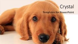  Presentation with golden 50th class reunion - Presentation theme having puppies - golden retriever puppy background and a coral colored foreground