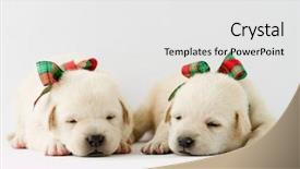  Presentation with cute christmas pug puppy dog - Beautiful slides featuring puppies - portrait of cute labrador backdrop and a white colored foreground