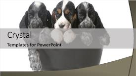  Presentation with english - Amazing presentation theme having puppies - three english cocker spaniel backdrop and a light gray colored foreground