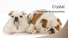  Presentation with english - PPT theme consisting of two english bulldogs laying down background and a  colored foreground