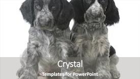  Presentation with puppy english cocker spaniel - Amazing PPT layouts having puppies - two english cocker spaniel backdrop and a gray colored foreground