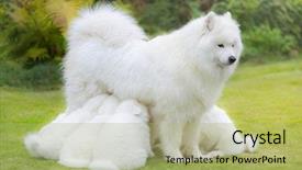  Presentation with cute christmas pug puppy dog - Colorful PPT theme enhanced with puppies 6 weeks old suckling backdrop and a  colored foreground