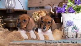  Presentation with postcard - Slide deck enhanced with puppies-dachshund-dog-piebald-colours background and a coral colored foreground