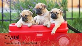  Presentation with eyes - Slide deck enhanced with puppies in a red wagon background and a red colored foreground