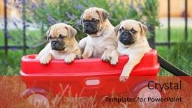  Presentation with three - Amazing presentation design having puppies in a red wagon backdrop and a red colored foreground