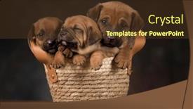  Presentation with wicker - 