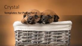  Presentation with wicker - 