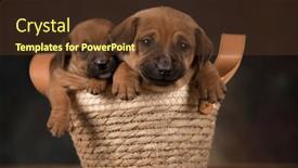  Presentation with wicker - Slides with puppies-in-a-wicker-basket background and a tawny brown colored foreground