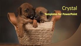  Presentation with wicker - Presentation enhanced with puppies-in-a-wicker-basket background and a tawny brown colored foreground
