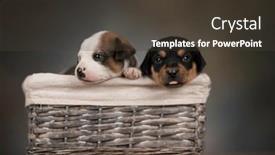  Presentation with wicker - PPT theme featuring puppies-in-a-wicker-basket background and a tawny brown colored foreground