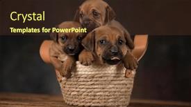 Presentation with wicker - Presentation theme enhanced with puppies-in-a-wicker-basket background and a tawny brown colored foreground