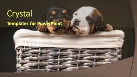  Presentation with wicker - PPT layouts enhanced with puppies-in-a-wicker-basket background and a tawny brown colored foreground