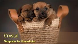  Presentation with wicker - PPT theme featuring puppies-in-a-wicker-basket background and a tawny brown colored foreground