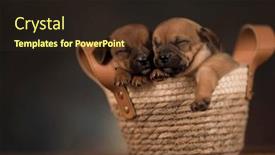  Presentation with wicker - PPT layouts having puppies-in-a-wicker-basket background and a wine colored foreground