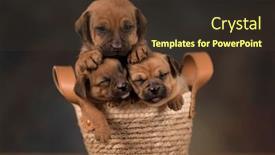  Presentation with wicker - Presentation theme consisting of puppies-in-a-wicker-basket background and a tawny brown colored foreground