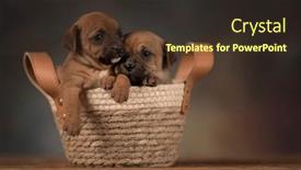  Presentation with wicker - Presentation design consisting of puppies-in-a-wicker-basket background and a tawny brown colored foreground