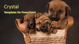  Presentation with wicker - Presentation design having puppies-in-a-wicker-basket background and a wine colored foreground