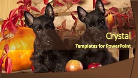  Presentation with scotch - Amazing presentation theme having kakteen flowers cactus bloom is rare but beautiful backdrop and a black colored foreground