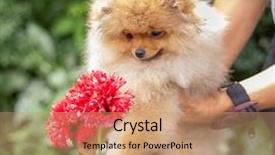  Presentation with beautiful nature - Colorful slide set enhanced with puppies show - beautiful orange dog - pomeranian backdrop and a coral colored foreground