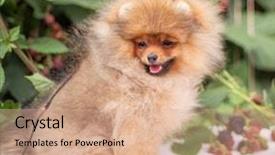  Presentation with dog oral - Slide set featuring puppies show - beautiful orange dog - pomeranian background and a coral colored foreground