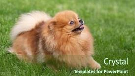  Presentation with pet - Presentation design featuring puppies show - beautiful orange dog - pomeranian background and a  colored foreground