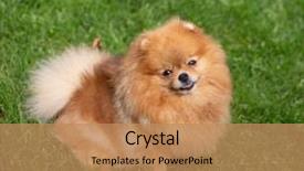  Presentation with pet - Cool new PPT theme with puppies show - beautiful orange dog - pomeranian backdrop and a  colored foreground