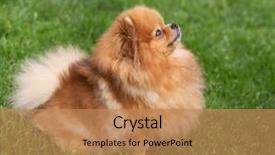  Presentation with dog oral - Slide set enhanced with puppies show - beautiful orange dog - pomeranian background and a  colored foreground