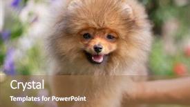  Presentation with dog oral - Amazing presentation design having puppies show - beautiful orange dog - pomeranian backdrop and a coral colored foreground