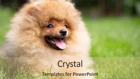 Presentation with dog oral - Colorful PPT theme enhanced with puppies show - beautiful orange dog - pomeranian backdrop and a  colored foreground
