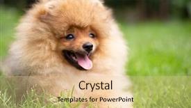  Presentation with dog oral - PPT layouts having puppies show - beautiful orange dog - pomeranian background and a  colored foreground