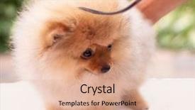  Presentation with dog oral - Audience pleasing slide deck consisting of puppies show - beautiful orange dog - pomeranian backdrop and a  colored foreground