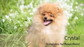  Presentation with beautiful nature - PPT theme featuring puppies show - beautiful orange dog - pomeranian background and a lemonade colored foreground