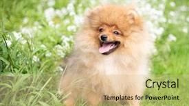  Presentation with dog oral - Slide deck enhanced with puppies show - beautiful orange dog - pomeranian background and a lemonade colored foreground