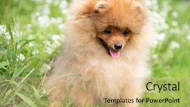  Presentation with beautiful nature - Amazing PPT theme having puppies show - beautiful orange dog - pomeranian backdrop and a coral colored foreground