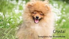  Presentation with beautiful nature - Slide set consisting of puppies show - beautiful orange dog - pomeranian background and a lemonade colored foreground