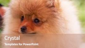 Presentation with dog oral - PPT theme with puppies show - beautiful orange dog - pomeranian background and a  colored foreground