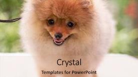  Presentation with dog oral - Audience pleasing PPT theme consisting of puppies show - beautiful orange dog - pomeranian backdrop and a  colored foreground