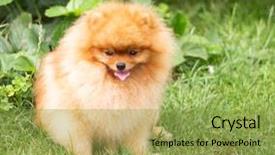  Presentation with beautiful nature - Cool new slide deck with puppies show - beautiful orange dog - pomeranian backdrop and a  colored foreground