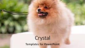  Presentation with beautiful nature - PPT theme enhanced with puppies show - beautiful orange dog - pomeranian background and a  colored foreground