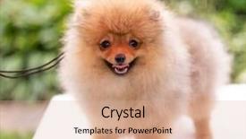  Presentation with dog oral - Presentation design consisting of puppies show - beautiful orange dog - pomeranian background and a  colored foreground