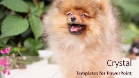  Presentation with beautiful nature - Presentation design featuring puppies show - beautiful orange dog - pomeranian background and a lemonade colored foreground