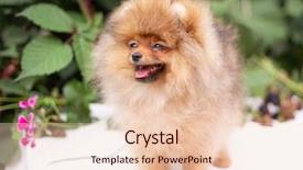  Presentation with dog oral - Beautiful slide set featuring puppies show - beautiful orange dog - pomeranian backdrop and a lemonade colored foreground