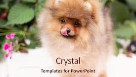  Presentation with dog oral - Presentation design with puppies show - beautiful orange dog - pomeranian background and a lemonade colored foreground