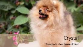  Presentation with beautiful nature - Colorful presentation theme enhanced with puppies show - beautiful orange dog - pomeranian backdrop and a lemonade colored foreground