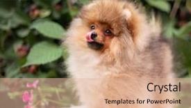  Presentation with dog oral - PPT theme featuring puppies show - beautiful orange dog - pomeranian background and a  colored foreground