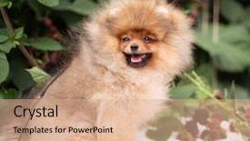 Presentation with dog oral - Slide deck enhanced with puppies show - beautiful orange dog - pomeranian background and a  colored foreground