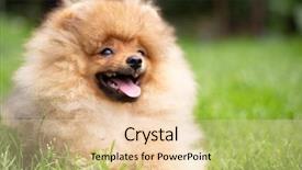  Presentation with beautiful nature - Presentation consisting of puppies show - beautiful orange dog - pomeranian background and a lemonade colored foreground