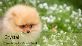  Presentation with dog oral - Colorful presentation enhanced with puppies show - beautiful orange dog - pomeranian backdrop and a yellow colored foreground