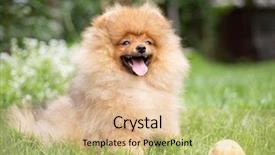  Presentation with dog oral - Presentation featuring puppies show - beautiful orange dog - pomeranian background and a lemonade colored foreground