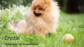  Presentation with beautiful nature - Cool new presentation design with puppies show - beautiful orange dog - pomeranian backdrop and a yellow colored foreground